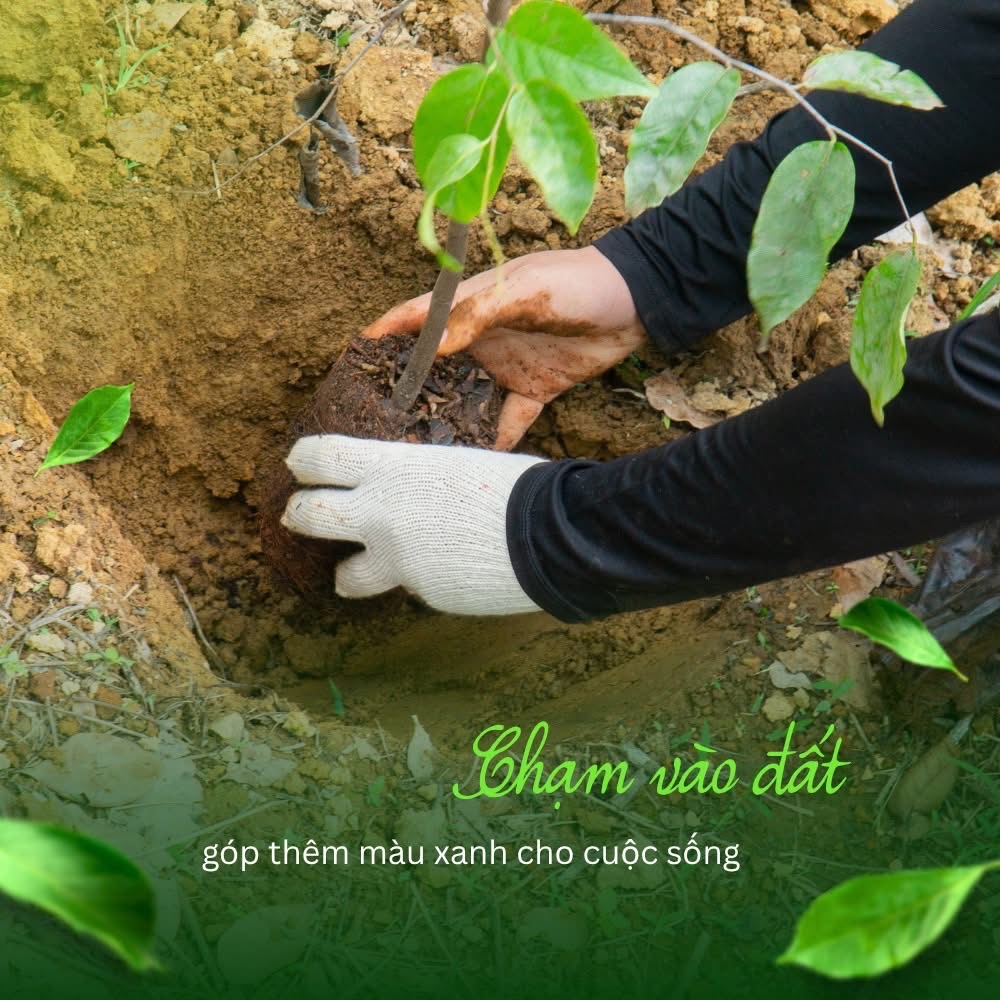 Khoảnh khắc tham gia trồng cây